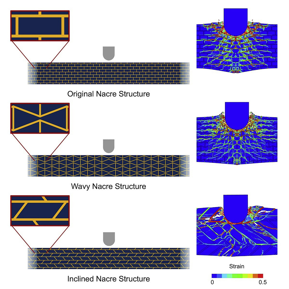 Bioinspired bulletproof composites (Cell Reports Physical Science,&nbsp;2022)